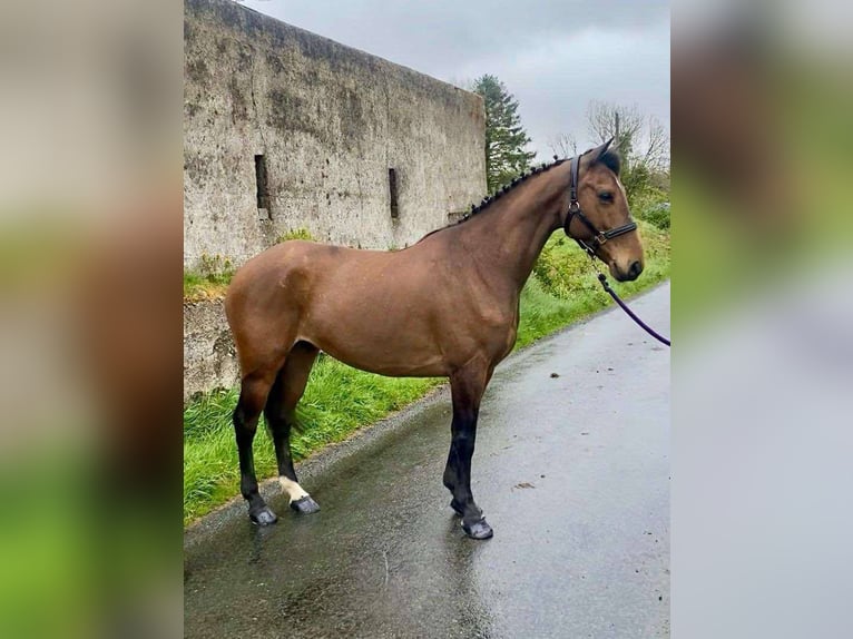Connemara Gelding 6 years 14,2 hh Gray in Sligo