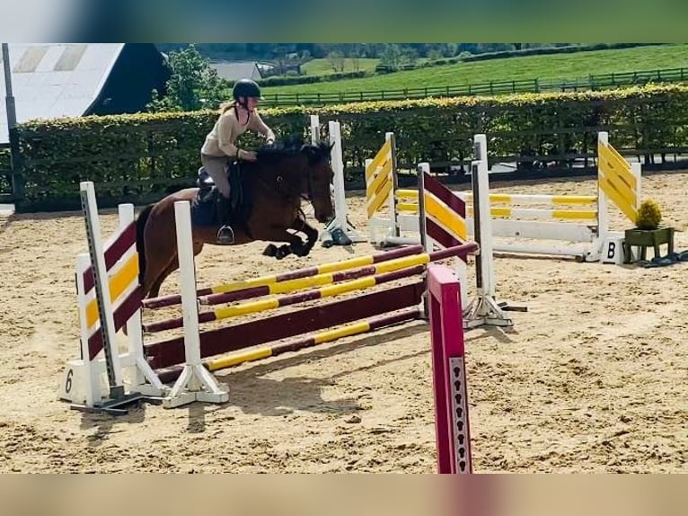 Connemara Gelding 6 years 14,2 hh Gray in Sligo