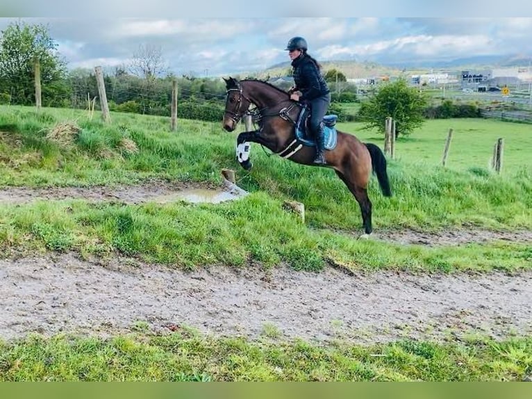 Connemara Gelding 6 years 14,2 hh Gray in Sligo