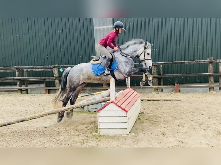 Connemara Gelding 6 years 14,2 hh Gray in Sligo