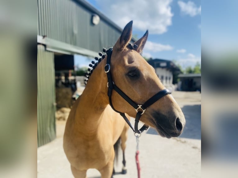 Connemara Gelding 6 years 14,2 hh Gray in Sligo