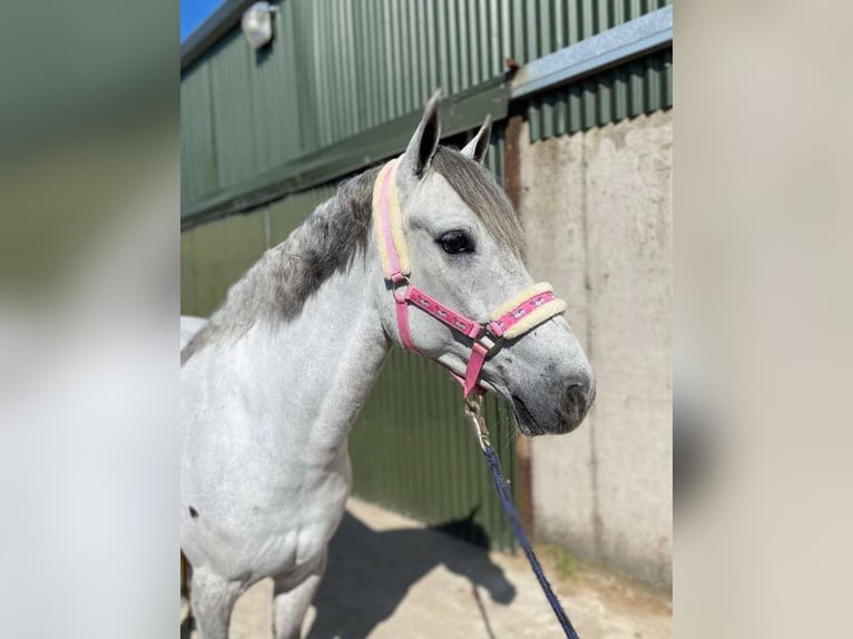 Connemara Gelding 6 years 14,2 hh Gray in Sligo