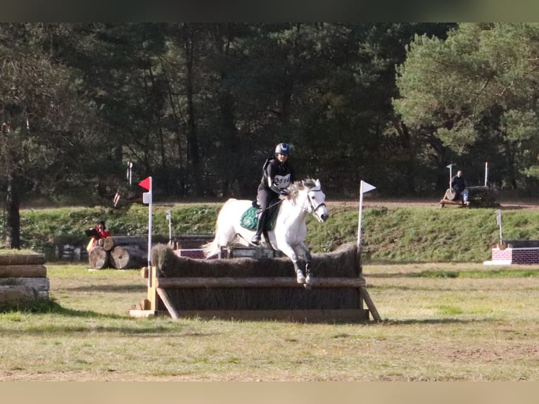 Connemara Gelding 6 years 14,2 hh Grey in Villemer