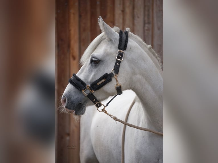 Connemara Gelding 6 years 14,2 hh Grey in Eckersdorf