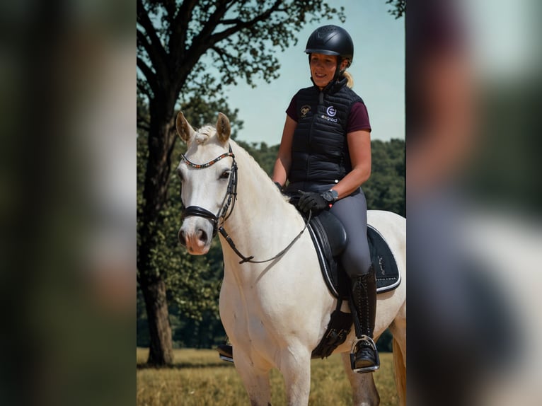 Connemara Gelding 6 years 14,2 hh Grey in Eckersdorf