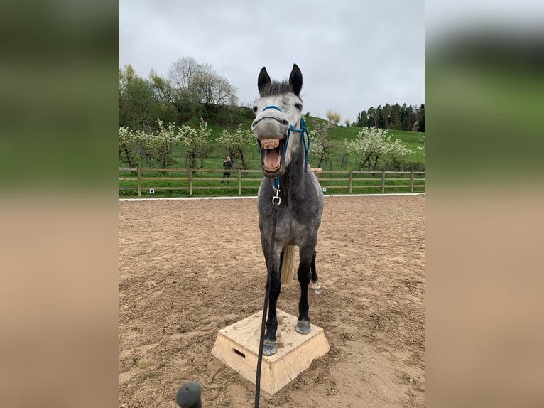 Connemara Gelding 6 years 14,3 hh Grey-Dapple in Hinteregg