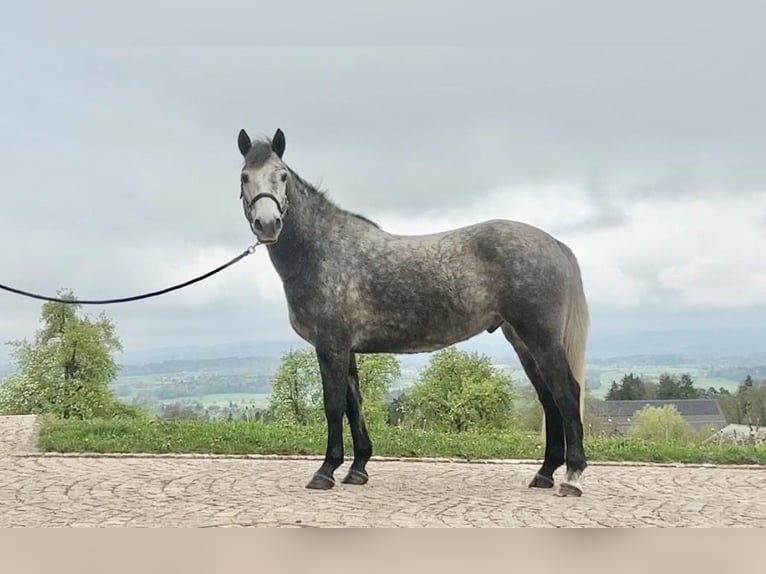 Connemara Gelding 6 years 14,3 hh Grey-Dapple in Hinteregg