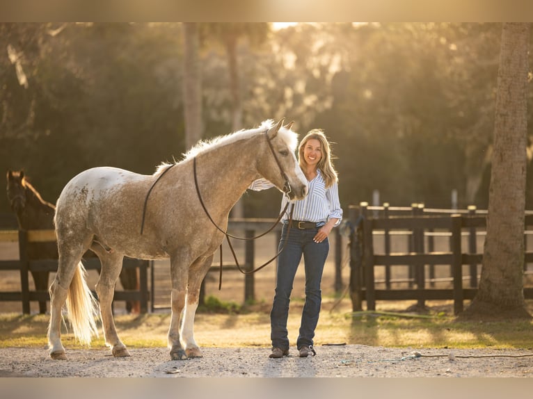 Connemara Mix Gelding 6 years 14,3 hh Palomino in Ocala