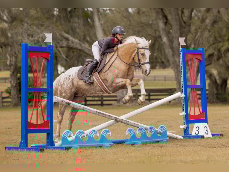 Connemara Mix Gelding 6 years 14,3 hh Palomino in Ocala