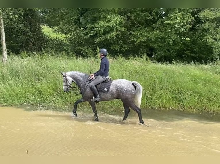 Connemara Gelding 6 years 15.1 hh Grey-Dapple in Westmeath