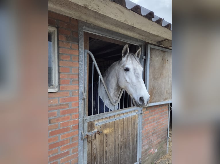 Connemara Gelding 6 years 15.1 hh Grey in Nieuwleusen