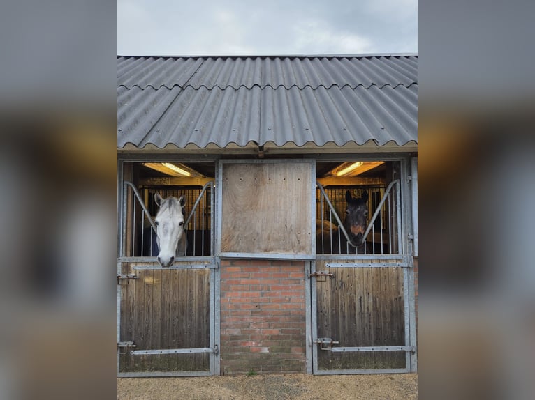 Connemara Gelding 6 years 15.1 hh Grey in Nieuwleusen