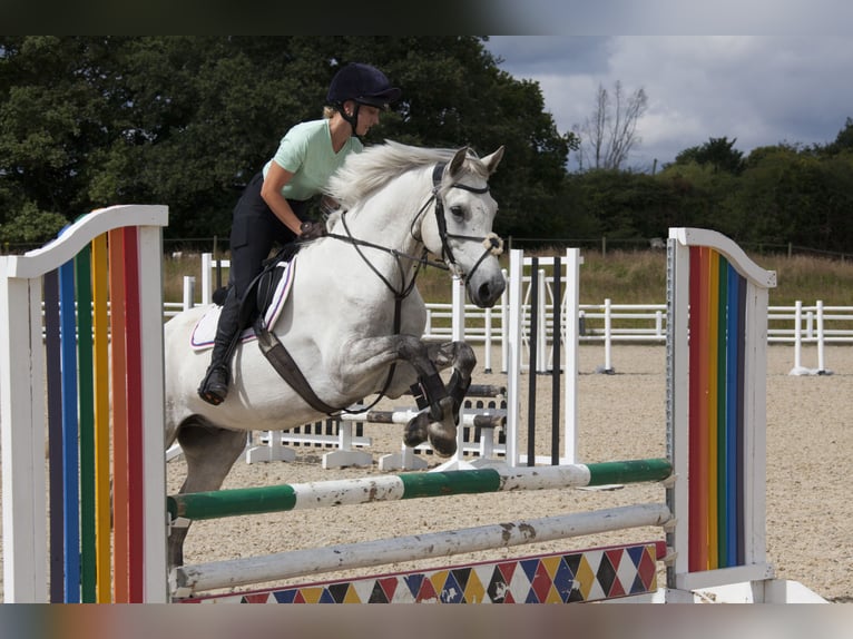 Connemara Gelding 6 years 15 hh Gray-Dapple in Havering-atte-Bower