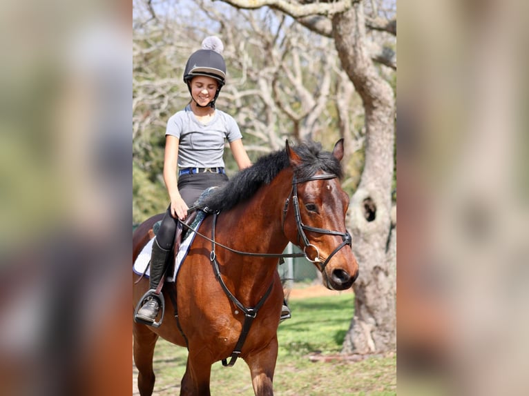 Connemara Gelding 6 years 15 hh in Scotter, Gainsborough (Lincolnshire)