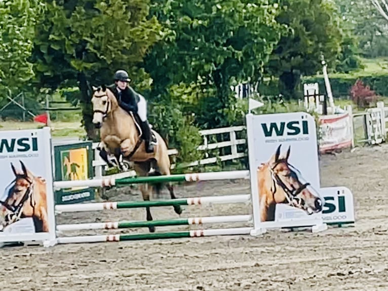 Connemara Gelding 6 years 15,1 hh Dun in Mountrath