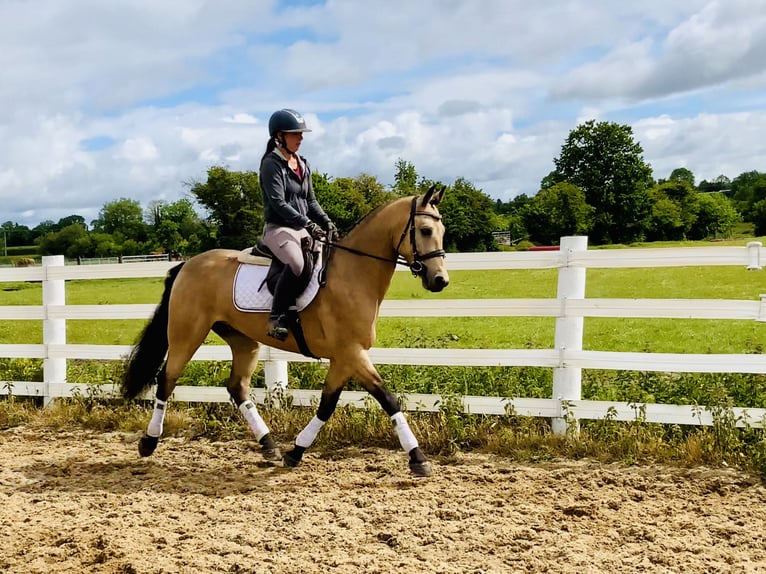 Connemara Gelding 6 years 15,1 hh Dun in Mountrath