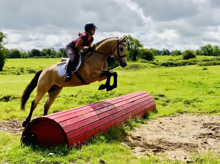 Connemara Gelding 6 years 15,1 hh Dun in Mountrath