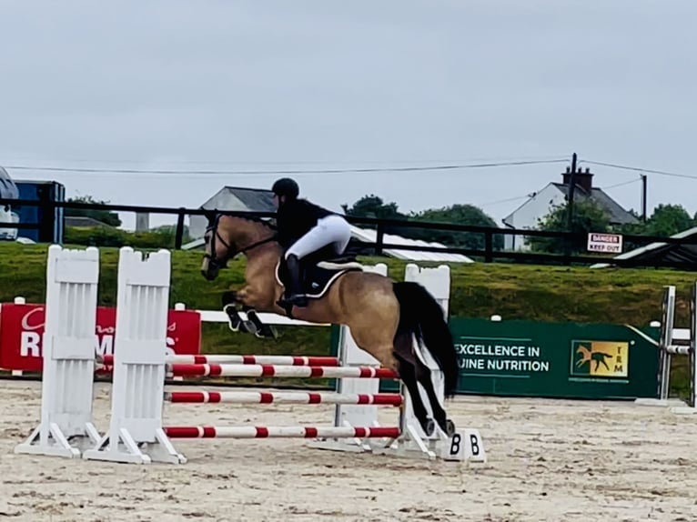 Connemara Gelding 6 years 15,1 hh Dun in Mountrath