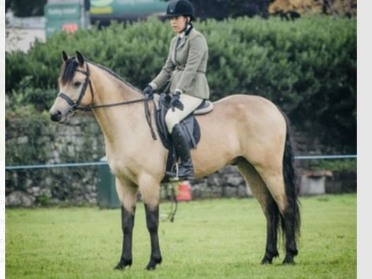 Connemara Gelding 6 years 15,1 hh Dun in Mountrath