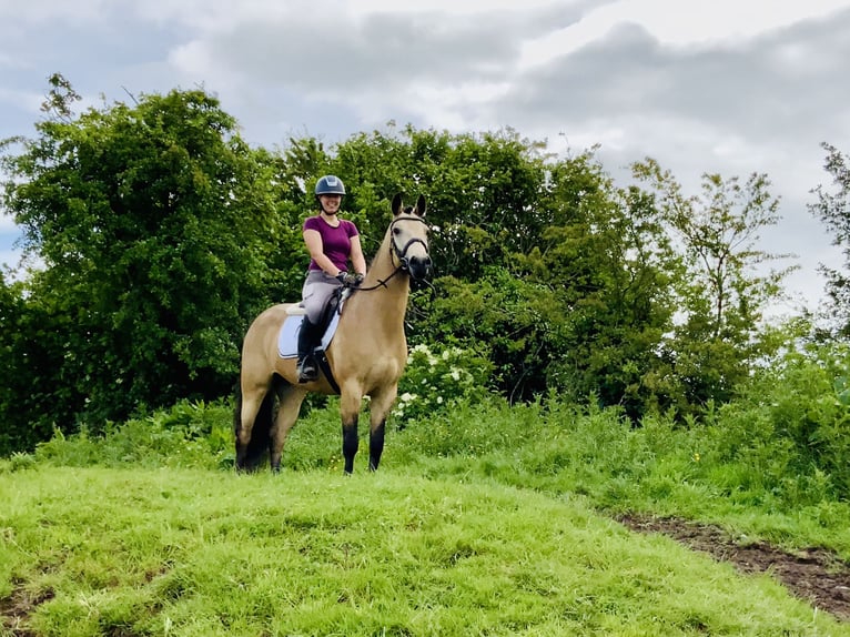 Connemara Gelding 6 years 15,1 hh Dun in Mountrath