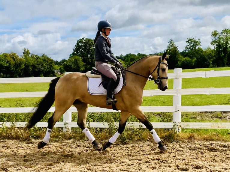 Connemara Gelding 6 years 15,1 hh Dun in Mountrath