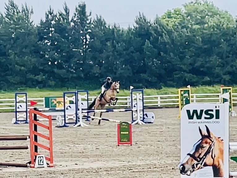 Connemara Gelding 6 years 15,1 hh Dun in Mountrath