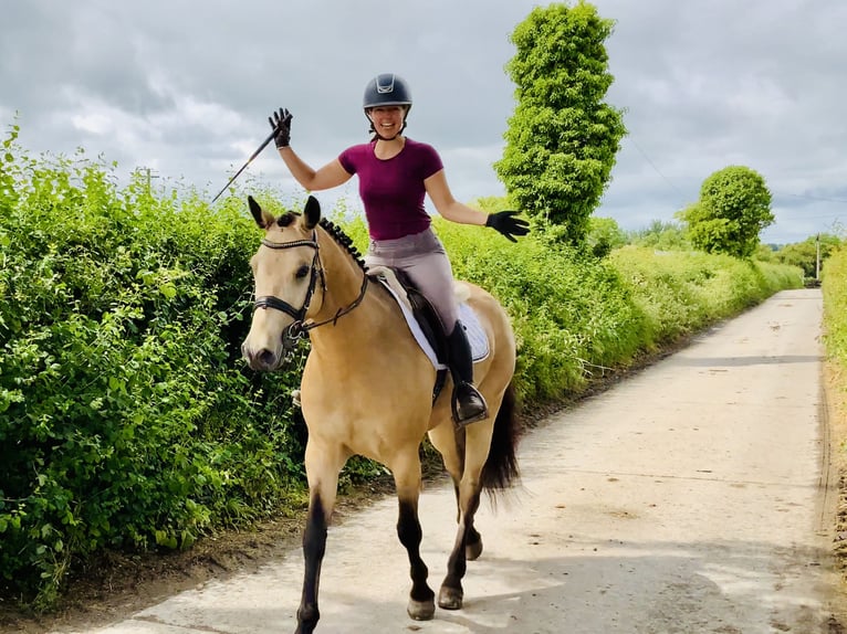 Connemara Gelding 6 years 15,1 hh Dun in Mountrath