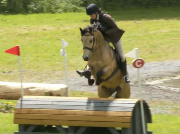 Connemara Gelding 6 years 15,1 hh Dun in Mountrath
