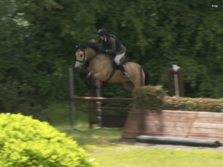 Connemara Gelding 6 years 15,1 hh Dun in Mountrath
