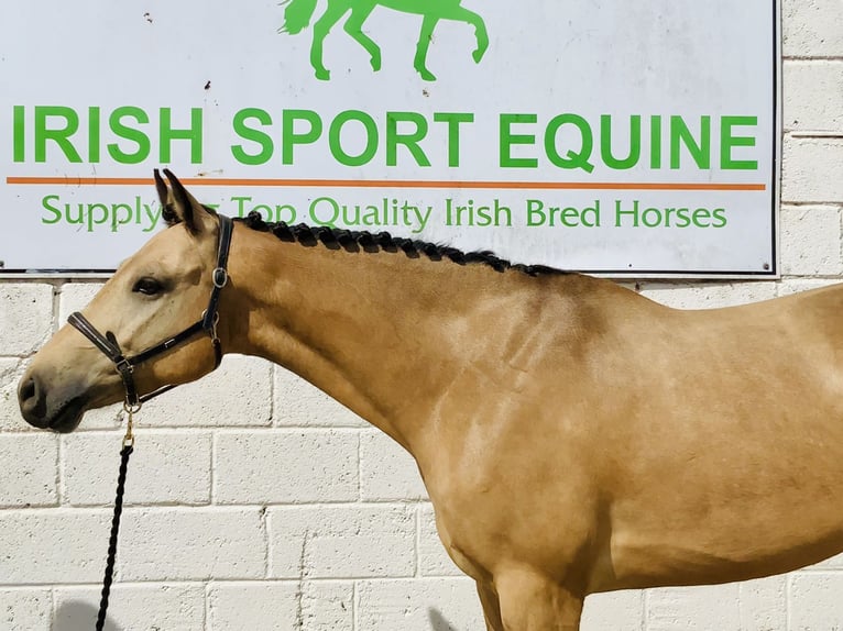 Connemara Gelding 6 years 15,1 hh Dun in Mountrath