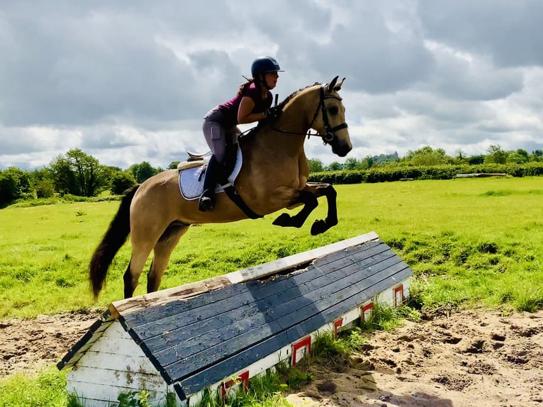 Connemara Gelding 6 years 15,1 hh Dun in Mountrath