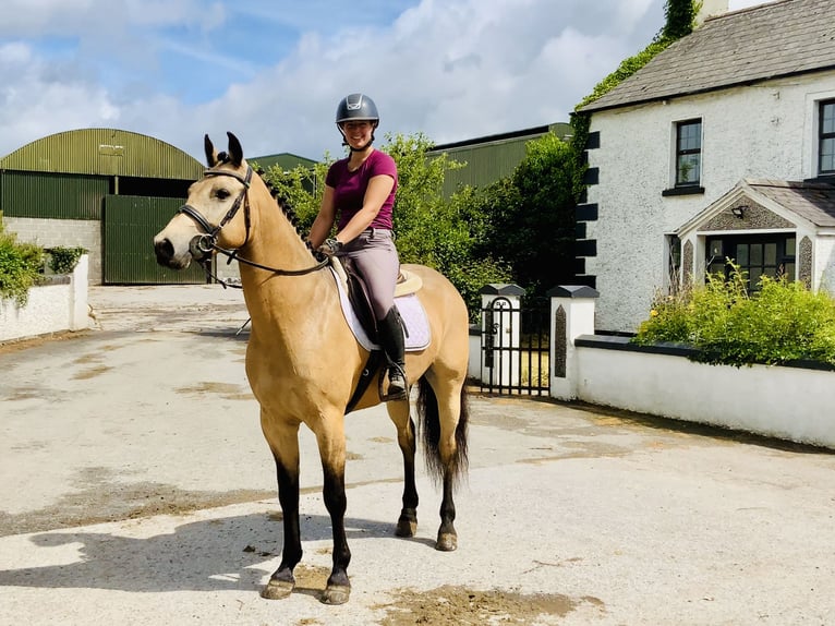 Connemara Gelding 6 years 15,1 hh Dun in Mountrath