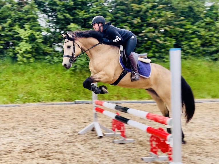 Connemara Gelding 6 years 15,1 hh Dun in Mountrath