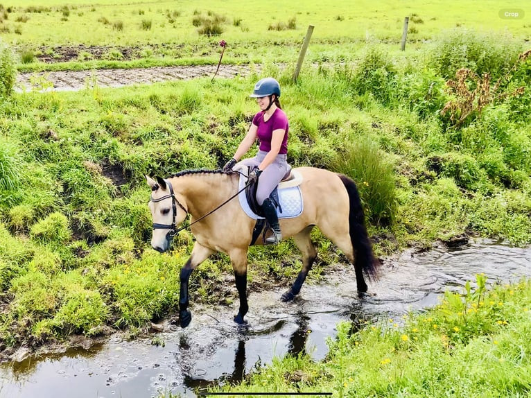 Connemara Gelding 6 years 15,1 hh Dun in Mountrath