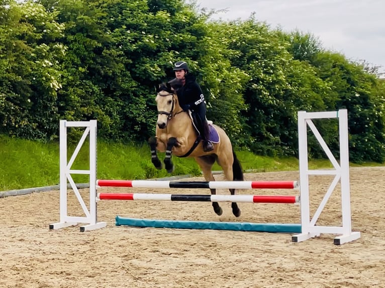 Connemara Gelding 6 years 15,1 hh Dun in Mountrath