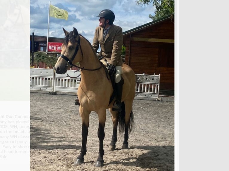 Connemara Gelding 6 years 15,1 hh Dun in Mountrath