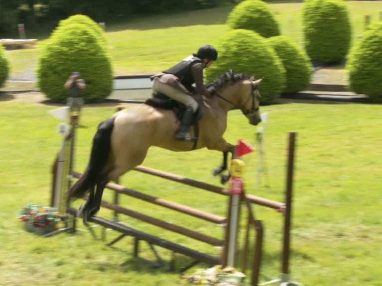 Connemara Gelding 6 years 15,1 hh Dun in Mountrath