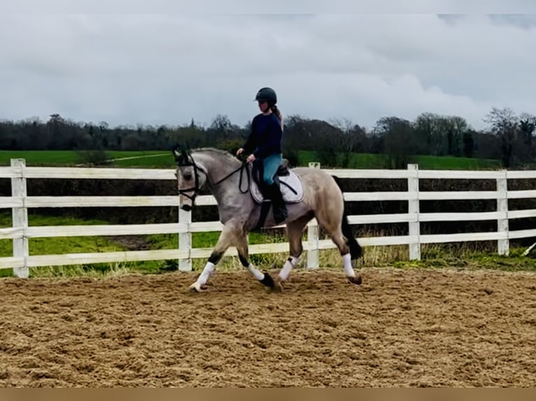 Connemara Gelding 6 years 15,1 hh Dun in Mountrath