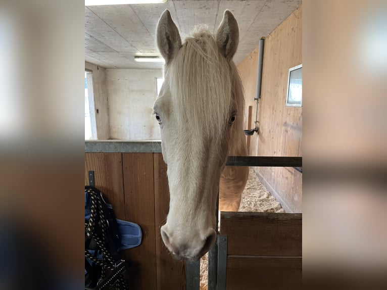 Connemara Gelding 7 years 13.2 hh Perlino in Wildensbuch