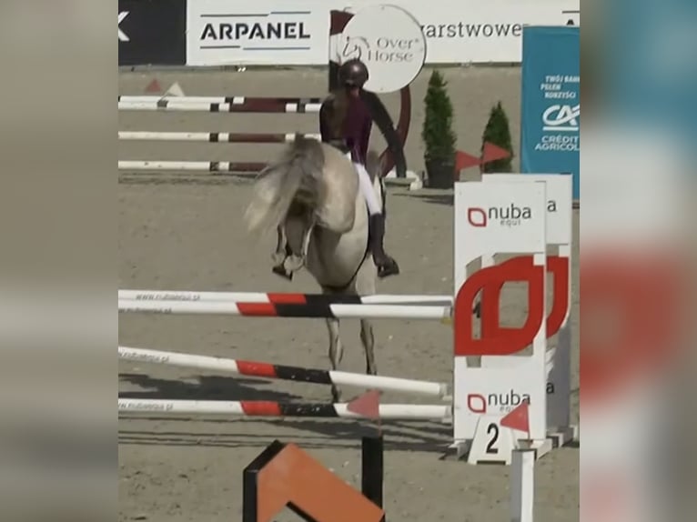 Connemara Gelding 7 years 14.1 hh Grey in WrocławWrocław