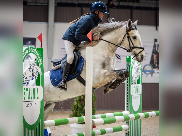 Connemara Gelding 7 years 14.1 hh Grey in WrocławWrocław