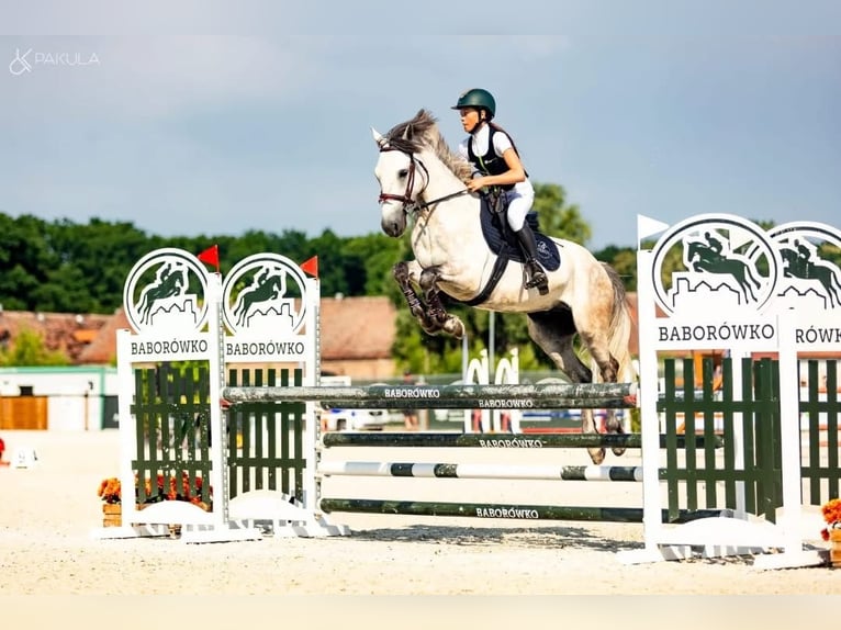 Connemara Gelding 7 years 14.1 hh Grey in WrocławWrocław