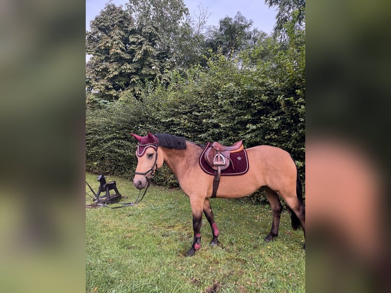 Connemara Gelding 7 years 14,2 hh Dun in Wesel