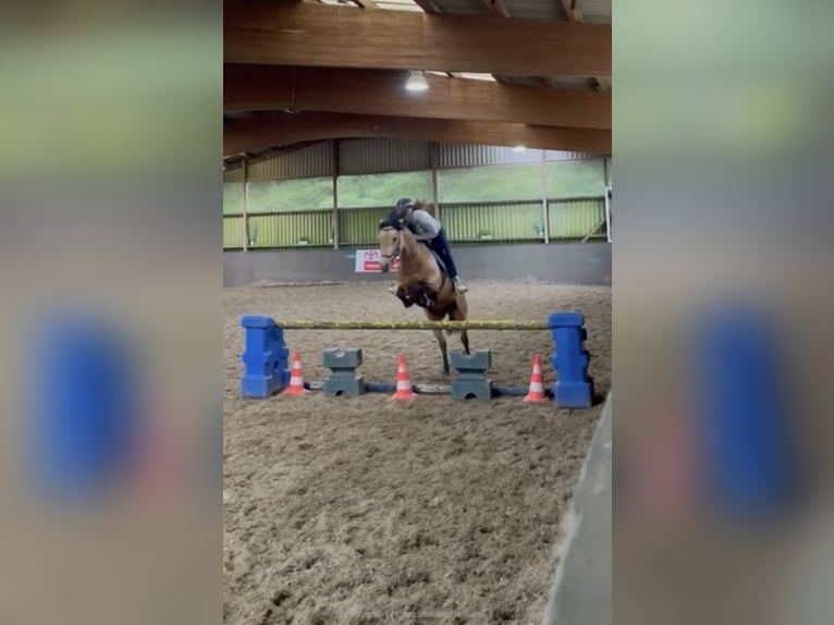 Connemara Gelding 7 years 14,2 hh Dun in Wesel