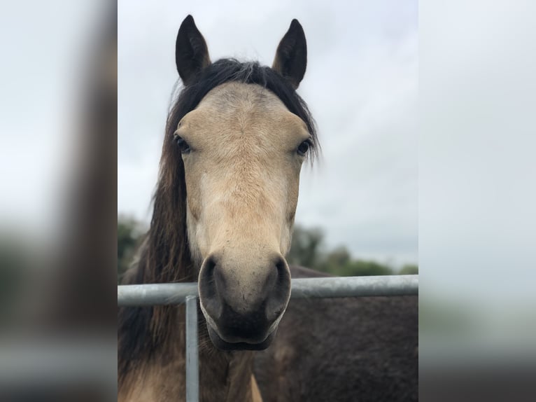 Connemara Gelding 7 years 14,2 hh Dun in Wesel