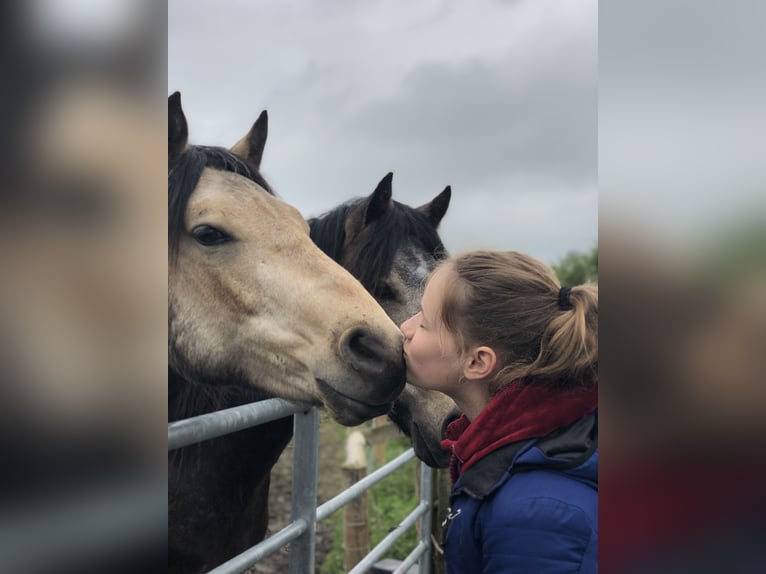 Connemara Gelding 7 years 14,2 hh Dun in Wesel