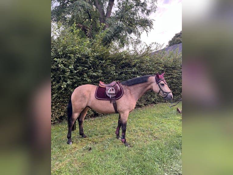 Connemara Gelding 7 years 14,2 hh Dun in Wesel