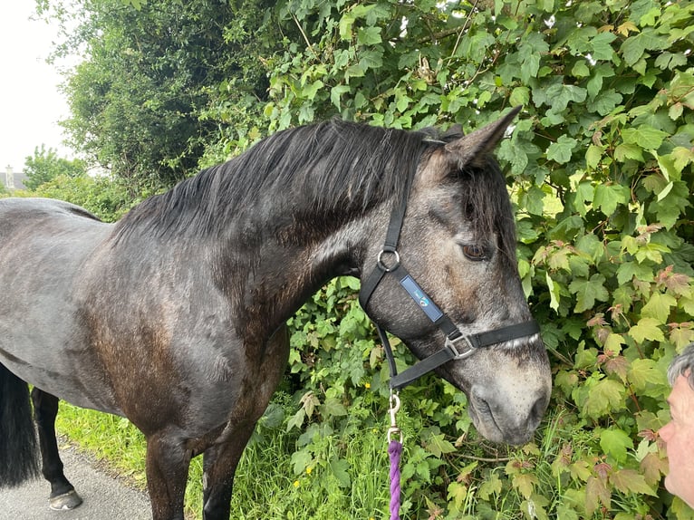 Connemara Gelding 7 years 14,2 hh Dun in Knockmore