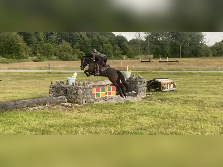 Connemara Gelding 7 years 14,2 hh Dun in Knockmore