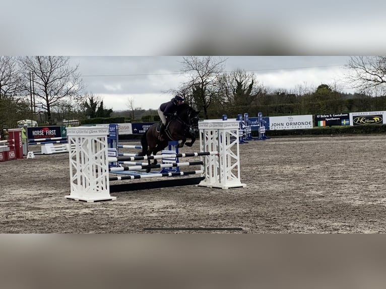 Connemara Gelding 7 years 14,2 hh Dun in Knockmore